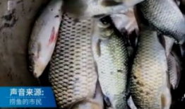 捞鱼视频,揭秘水下生态奇观