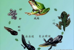 蝌蚪网在线视频,揭秘在线视频的奥秘与魅力